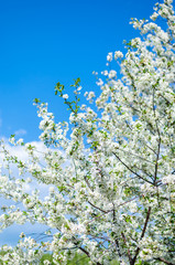 Branches of beautiful white cherry blossoms flowers close-up in garden on sunny day over the clear blue sky, fluffy clouds on background, copy space. Concept of gardening, good mood, love and peace.