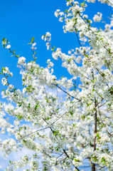 Obraz premium Branches of beautiful white cherry blossoms flowers close-up in garden on sunny day over the clear blue sky, fluffy clouds on background, copy space. Concept of gardening, good mood, love and peace.