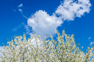 Branches of beautiful white cherry blossoms flowers in a row in garden on sunny day over the clear blue sky, fluffy clouds on background, copy space. Concept of gardening, good mood  peace