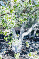 Branches of beautiful white cherry blossoms flowers in the garden on sunny day on the blurry bokeh background, soft color filter and selective focus, the depth of field is short