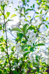 Branches of beautiful white cherry blossoms flowers close-up in the garden on sunny day on the backlight with blurry bokeh background, selective focus with copy space, depth of field is short