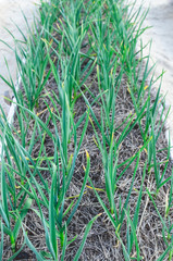 Green young leaves of leeks garlic growing in the fields close-up in the garden on sunny day with instagram filter, soft color effect and selective focus
