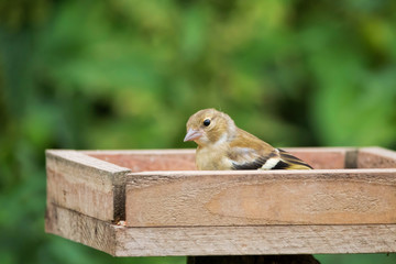 Goldcrest, young juvenile bird on bird table feeder.