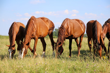 Obraz premium Thoroughbred gidran foals and mares grazing peaceful together on hungarian puszta