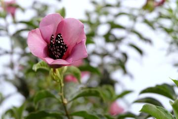 Butterfly sucking nectar from pink flowers.