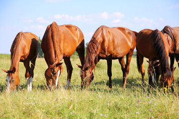 Obraz premium Young anglo arabian mares and foals grazing on the meadow summer