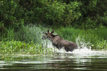 elk forest river