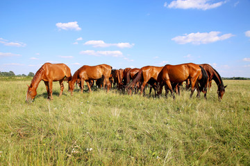 Young chestnut foals and mares eating gras on meadow summertime