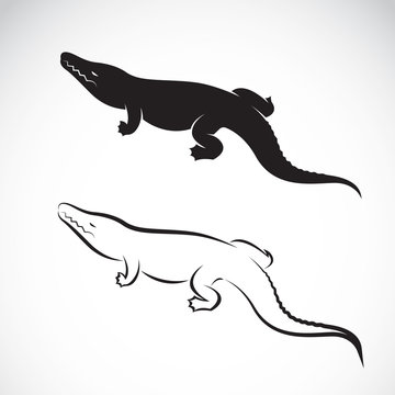 Vector of crocodile design on white background. Vector crocodile