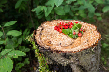strawberries on a stump forest