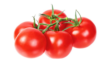 bright colorful tomatoes on the gnarled branches. isolated on white background without shadows.