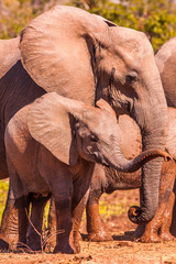 Fototapeta na wymiar Baby African Elephant and mother in the wild