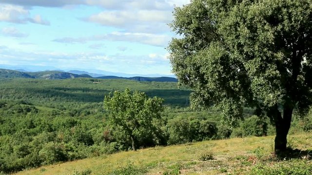 Garrigue et ch&ecirc;ne vert
