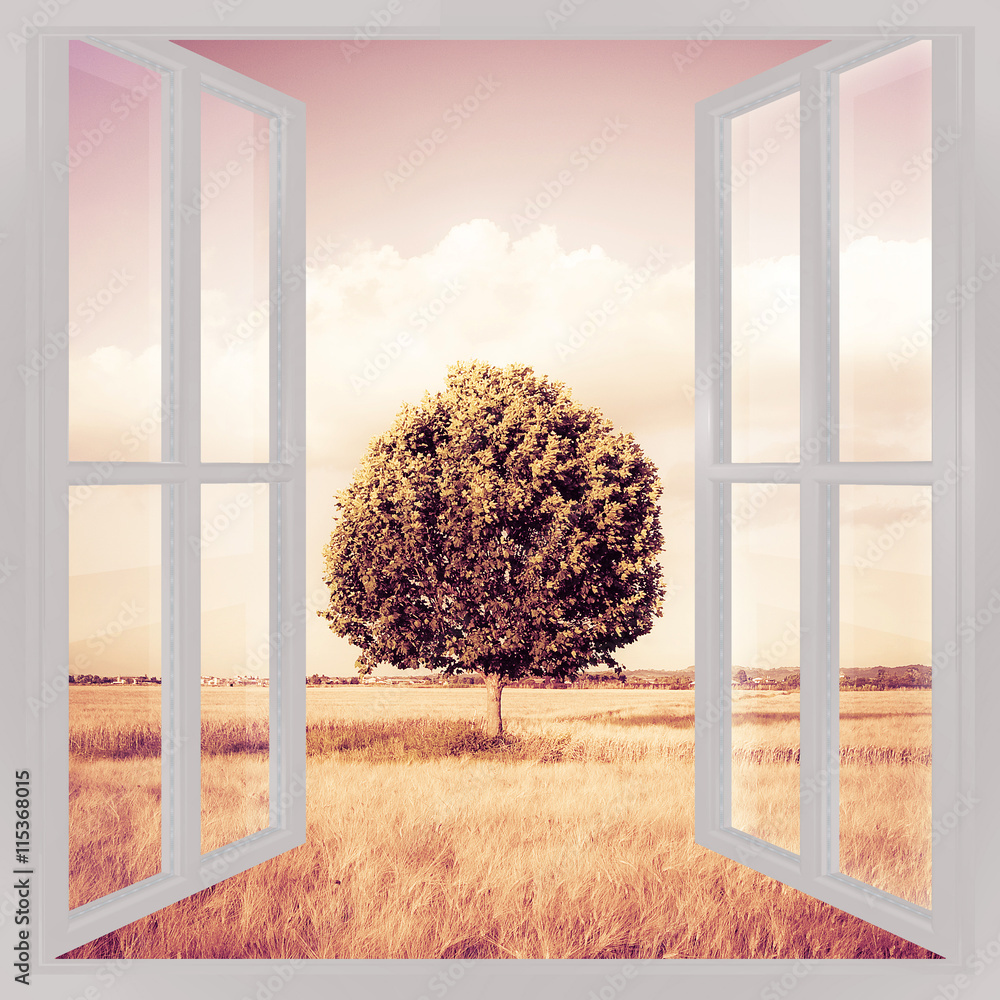 Poster isolated tree in a tuscany wheatfield view from the window - italian concept image