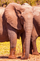 Fototapeta na wymiar Wild African Elephant 