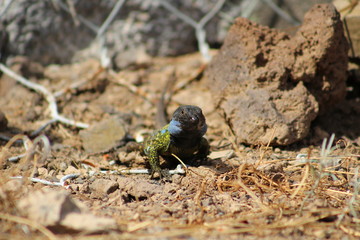 Lagarto, Gallotia Galloti, Teide, Islas Canarias