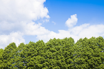 Green trees against a cloudy sky