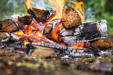 bonfire, halt forest