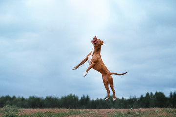 dog playing, jumping, pit bull terrier
