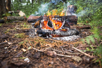 bonfire, halt forest