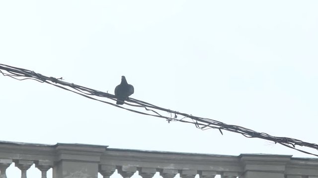 Dove Flies From Wires