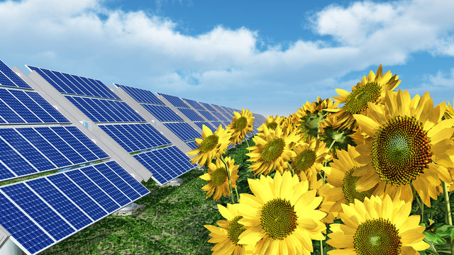 Solarmodule und Sonnenblumen