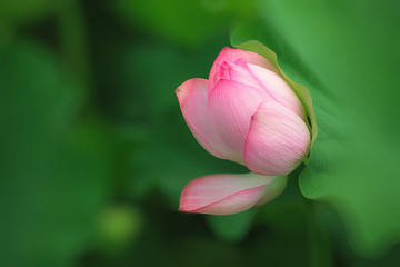Lotus bloomming at green leaves background