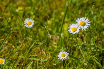 Fototapeta premium Gänseblümchen