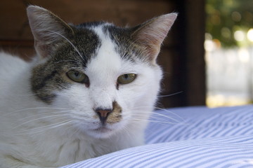 Naklejka premium Colonia felina
