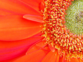 red gerbera flower close up background
