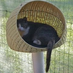 Colonia felina