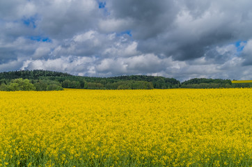 Obraz premium Rapsfeld