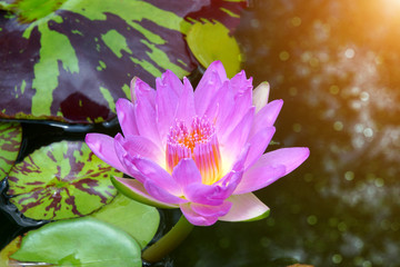 Beautiful waterlily Hybrid flower.