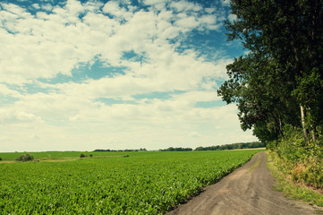 Fototapeta na wymiar Sandy country road through the fields