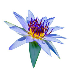 Beautiful waterlily Hybrid flower.