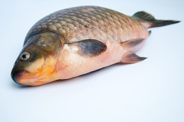 Big prussian carp isolated on white
