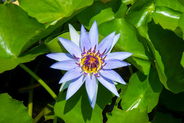Beautiful waterlily Hybrid flower.