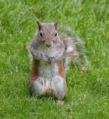 The eastern gray squirrel or grey squirrel, depending on region, is a tree squirrel in the genus Sciurus