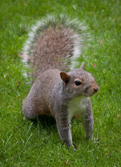 The eastern gray squirrel or grey squirrel, depending on region, is a tree squirrel in the genus...
