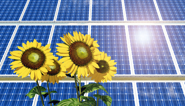 Solar panel and sunflowers