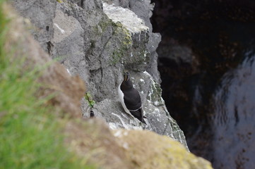 Niedlicher Vögel auf Island
