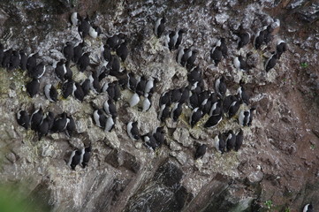 Vogelkolonie auf Island