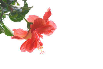 Fototapeta premium ハイビスカスの花 白色背景