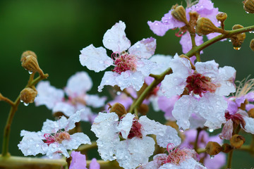 lagerstroemia macrocarpa flower