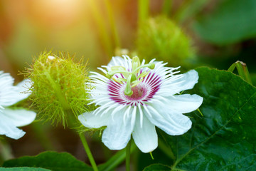 Fetid passionflower.