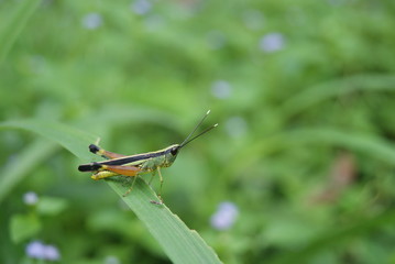 Grasshopper in green meadow.