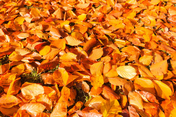 Buchenlaub an sonnigem Herbsttag, goldener Oktober, Gartenarbeit im Herbst, Laubfegen,...