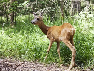 Wild roe deer in the forest