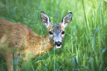 Portrait of wild roe deer in the grass