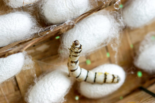 group of silk worm cocoons in nests
